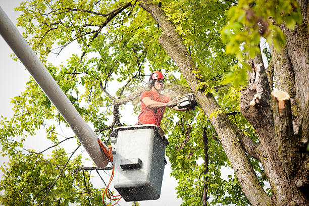 Residential Tree Removal in Borrego Springs, CA